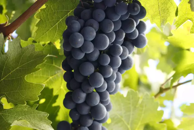 Cabernet Sauvignon