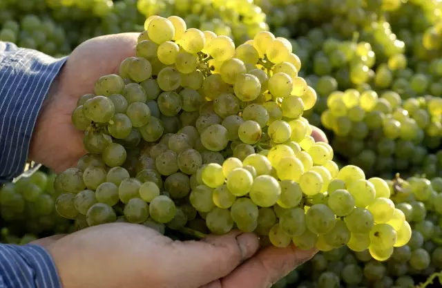 Vollreife Trauben bei der Weinlese im Herbst