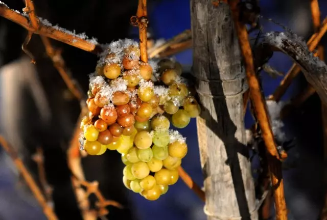 Eisweinlese 2010