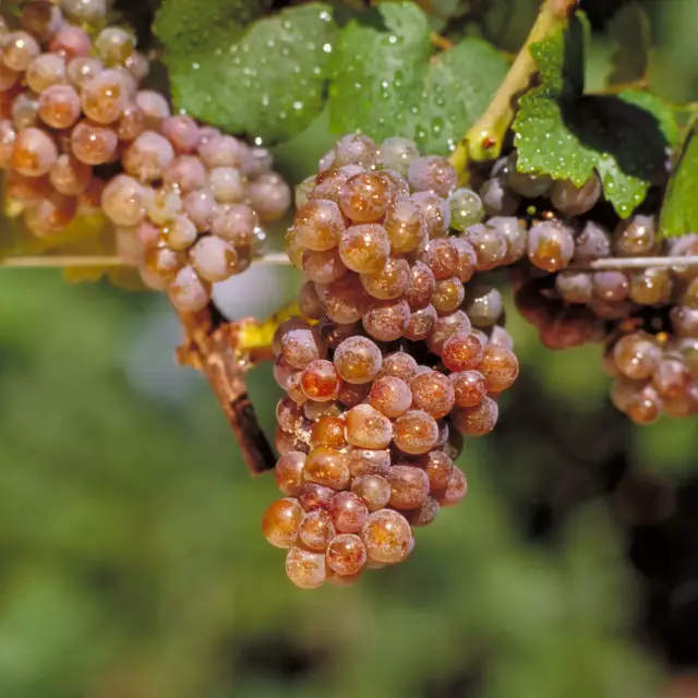 Gewürztraminer