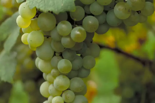 Gutedel auch als Chasselas bekannt